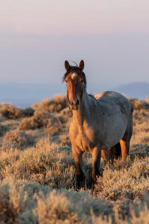 Beautiful Wild Horseの写真素材