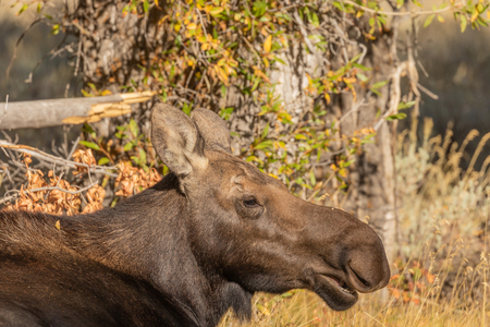 Cow Shiras Mooseの写真素材