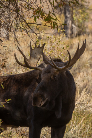Bull Shiras Moose in the Fall Rutの写真素材