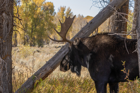 Bull Shiras Moose in the Fall Rutの写真素材