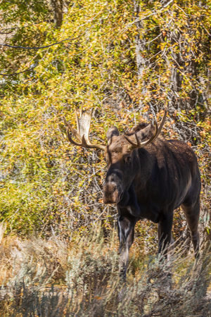 Bull Shiras Moose in the Fall Rutの写真素材