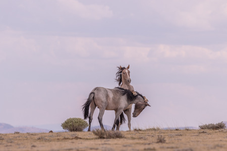 Wild Horse Stallions Fightingの写真素材