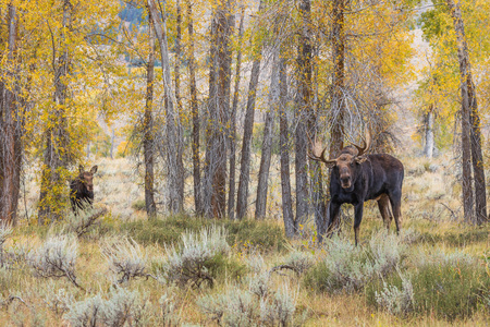 Rutting Bull and Cow Mooseの写真素材