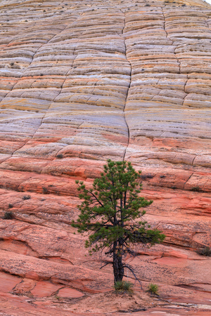 Zion National Park Utah Landscapeの写真素材