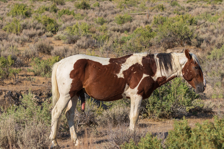 Wild Horse in the High Desertの写真素材