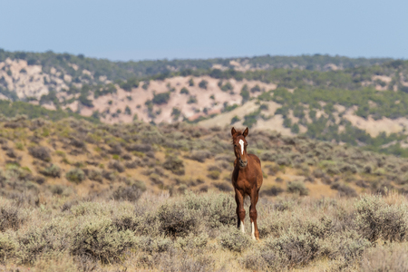Wild Horse in the High Desertの写真素材
