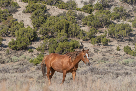 Wild horse in the High Desertの写真素材