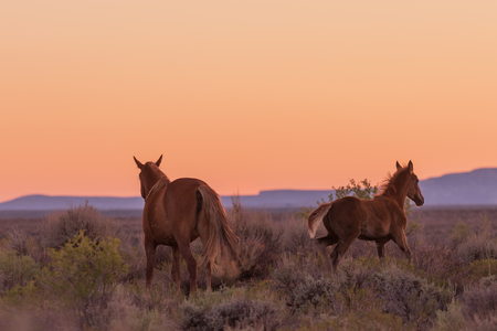 Wild Horse at Sunsetの写真素材