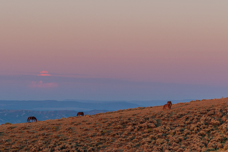 Wild Horses in the Colorado Desertの写真素材