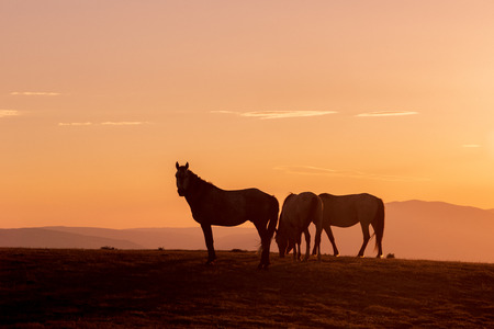 Wild Horses at Sunsetの写真素材