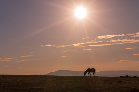 Wild Horse at Sunsetの写真素材
