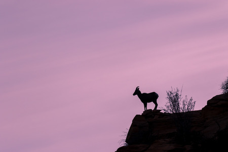 Desert Sheep Ewe at Sunriseの写真素材