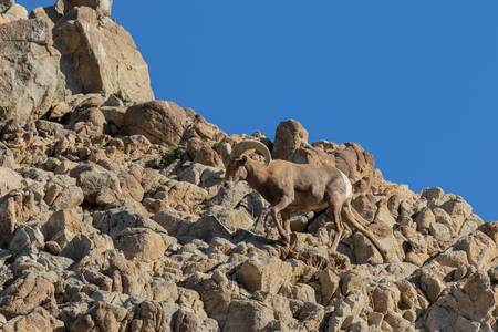 Desert Bighorn Sheep Ramの写真素材