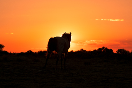 Wild Horse Silhouetted at Sunsetの写真素材