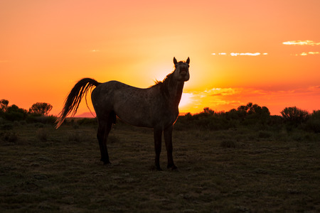 Wild Horse Silhouetted at Sunsetの写真素材