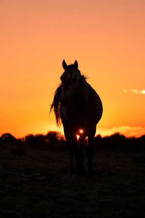 Wild Horse Silhouetted at Sunsetの写真素材