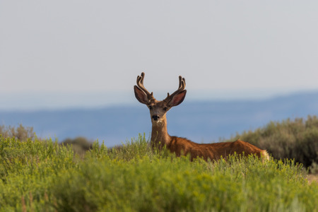 Mule Deer Buck in Velvetの写真素材