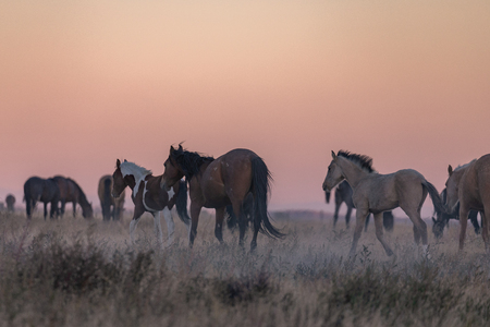 Wild Horses in the Utah Desertの写真素材