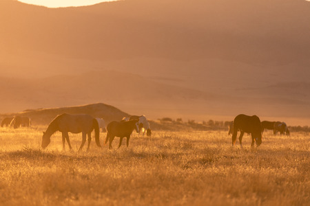 Wild Horses in the Utah Desertの写真素材