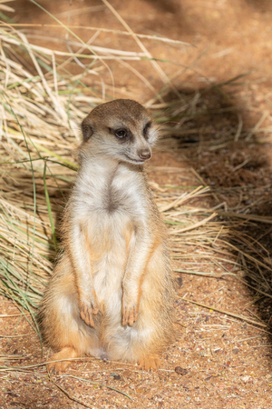 Cute Meerkatの写真素材