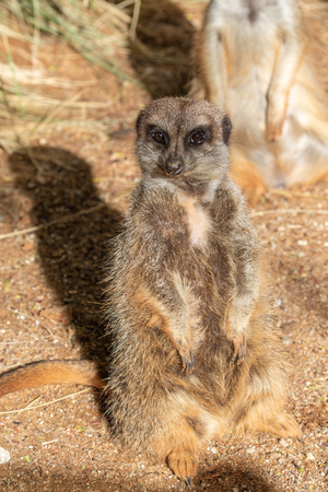 Cute Meerkatの写真素材
