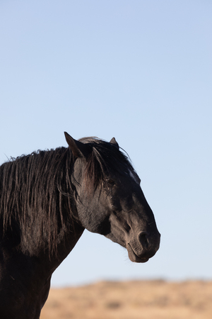 Wild Horse Portraitの写真素材