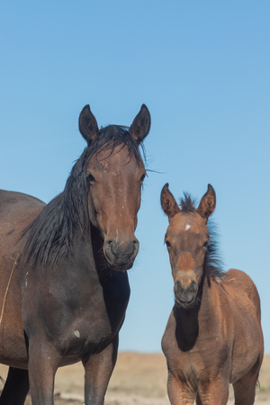 Wild Horse Mare and Foalの写真素材
