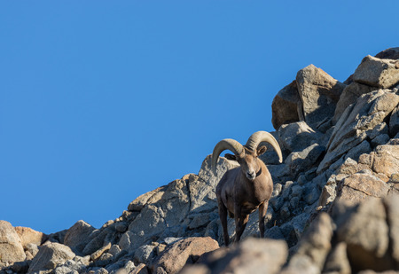 Desert Bighorn Sheep Ramの写真素材