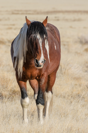 Wild Horse in the Utah Desert in Winterの写真素材