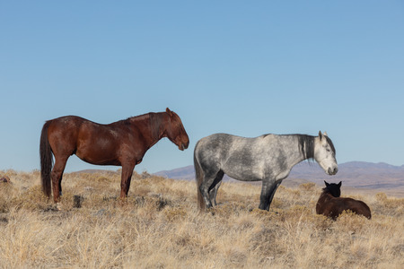 Wild Horses in the Utah Desertの写真素材