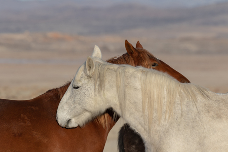 Wild Horses in the Utah Desertの写真素材