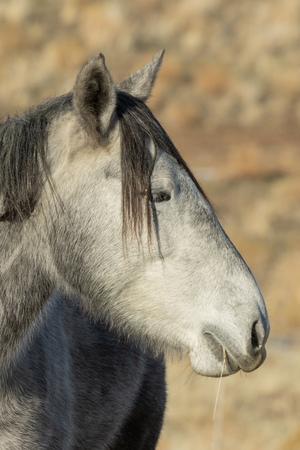 Wild Horse Portraitの写真素材