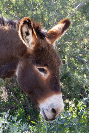 Wild Burro in the Arizona Desertの写真素材