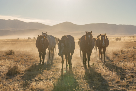 Wild Horses in the Utah Desertの写真素材