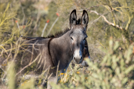 Wild Burro in the Arizona Desertの写真素材