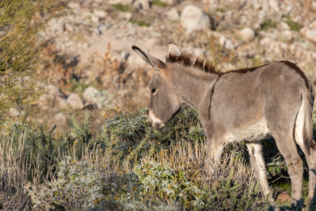 Wild Burro in the Arizona Desertの写真素材