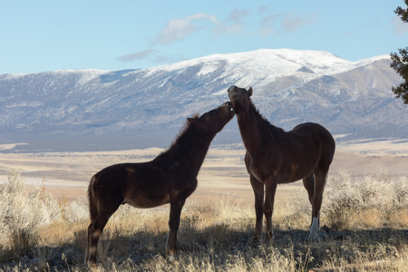 Wild Horse Mare and Foalの写真素材