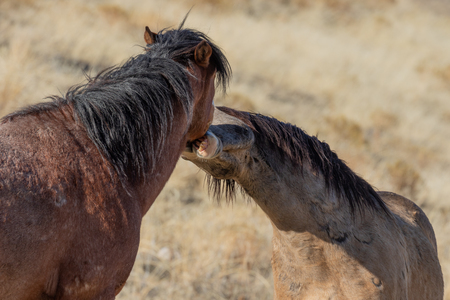 Wild Horses in the Utah Desert in Winterの写真素材