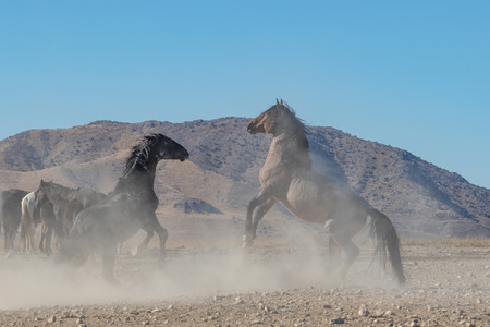 Wild Horses Sparring in the Utah Desertの写真素材