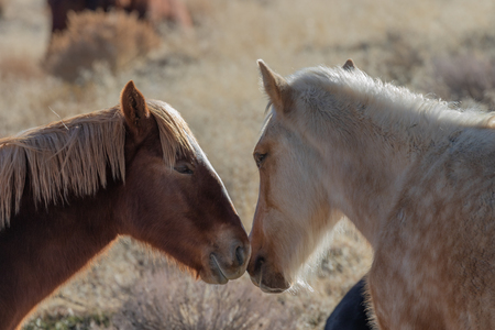 Pair of Wild Horses in Utahの写真素材