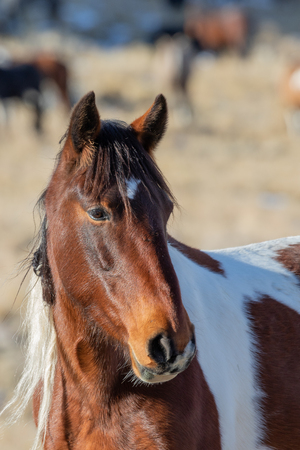 Wild Horse Portraitの写真素材