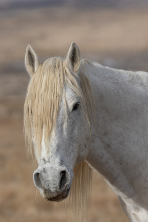 Wild Horse Portraitの写真素材