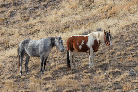 Herd of Wild Horses in Winterの写真素材