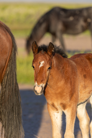 Cute Wild Horse Foalの写真素材