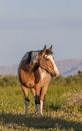 Wild Horse in the Utah Desertの写真素材