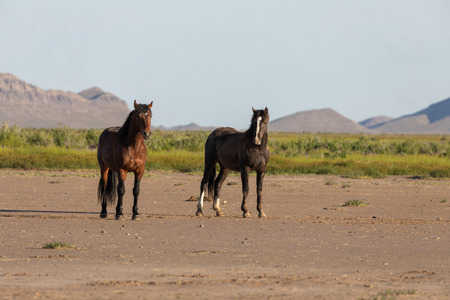 Wild Horses in the Utah Desert