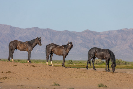 Wild Horses in the Utah Desertの写真素材