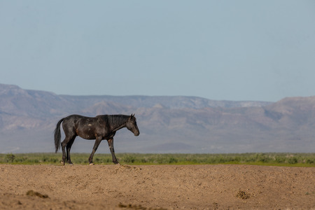 Wild Horse in the Utah Desertの写真素材