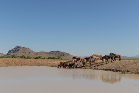 Wild Horses at a Utah Desert Waterholeの写真素材