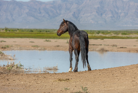 Wild Horse in the Utah Desert in Springの写真素材